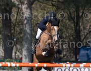 Le Jeune Once TosTour2013- S5 2559 : Arezzo, Arezzo Equestrian Centre, Le Jeune Philippe, Once de Kreisker, Toscana Tour 2013, foto di Stefano Secchi ©